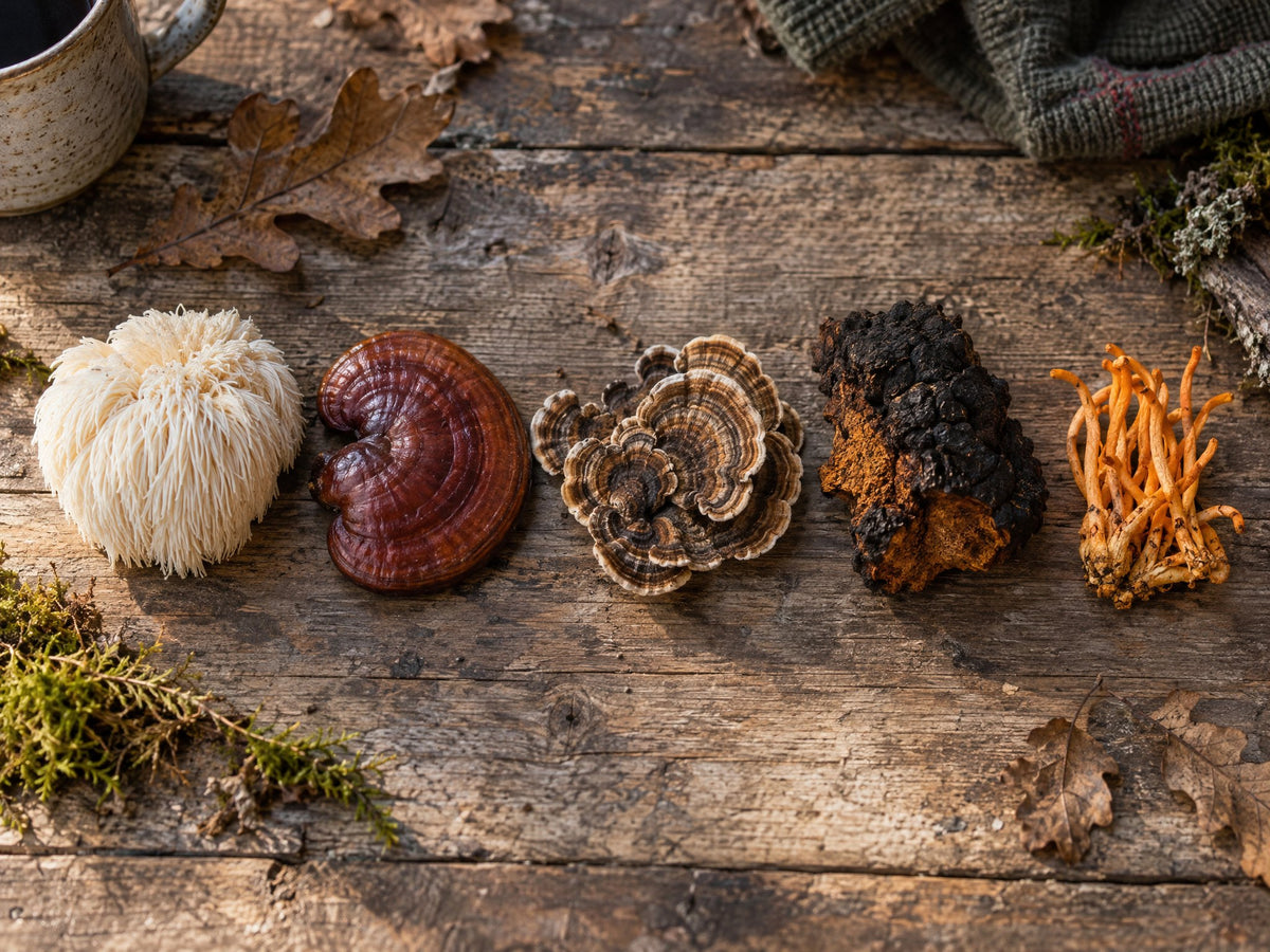 Lions mane, reishi, turkey tail, chaga and cordyceps on a farm table