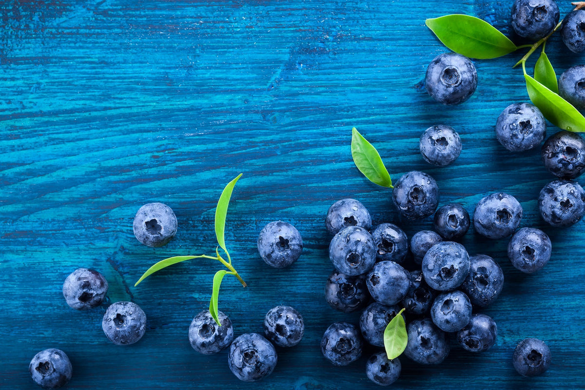 Meet Bilberry, Blueberry's Favorite Cousin - Hippie Farms