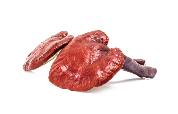 Reishi: The Mushroom of Calm & Immunity