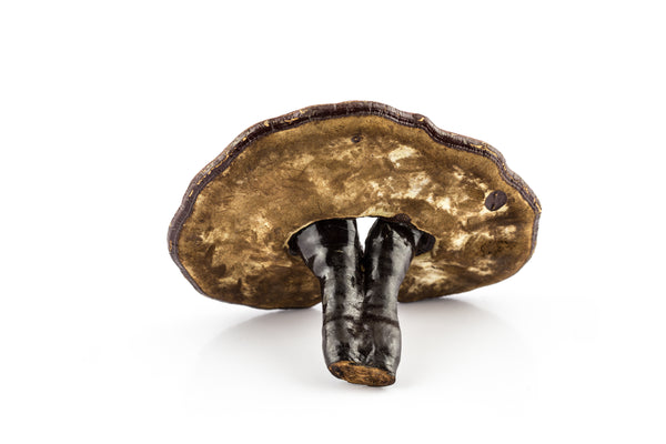 Turkey Tail: Immune Intelligence & Gut Guardian