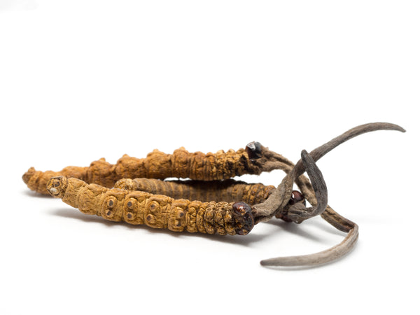 Cordyceps: Natural Energy & Endurance