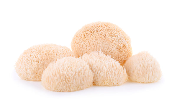 Lion's Mane: Your Brain's Natural Ally