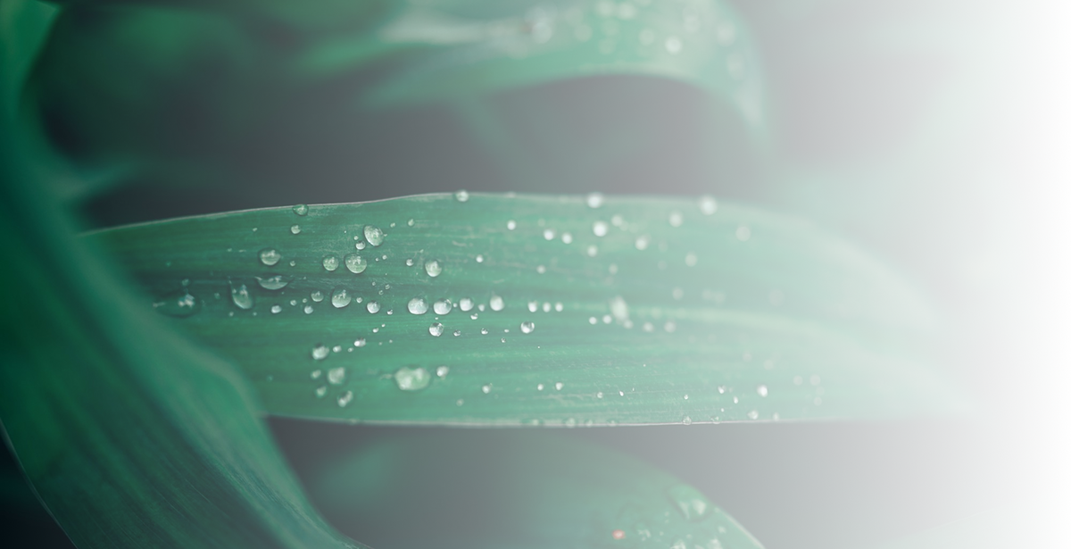 Image banner