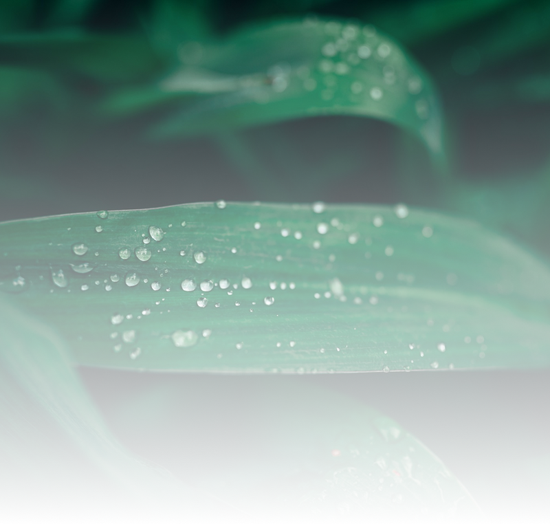 100% NATURAL & VEGAN