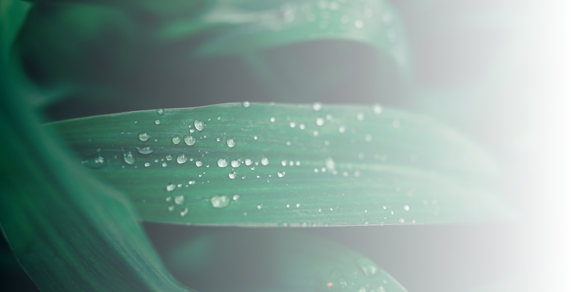 100% NATURAL & VEGAN